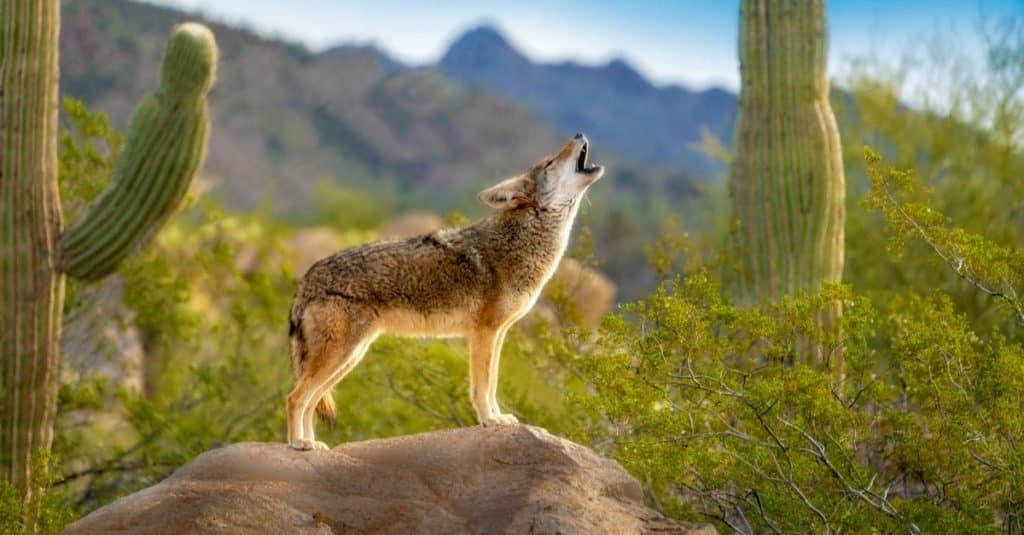 baby coyotes howling