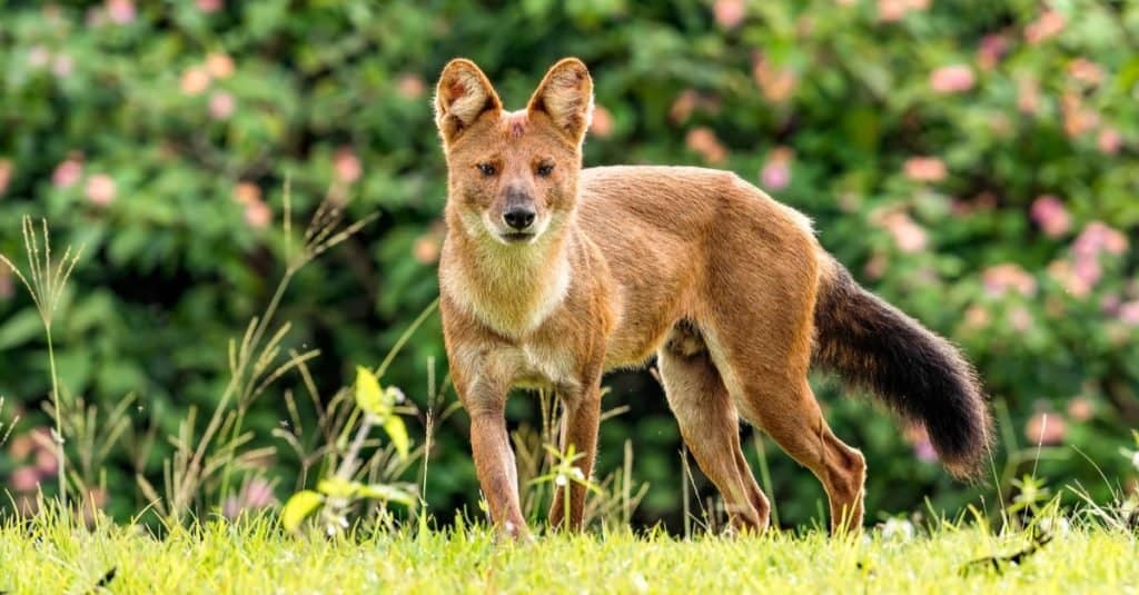 dhole dholes critterfacts zeigen teamwork geht females loosely usually several cuon behavior