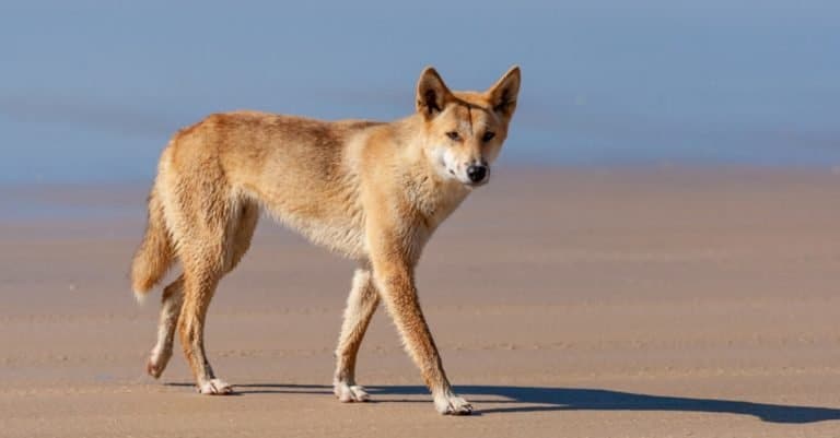 Wild Dog Breeds: Dingo