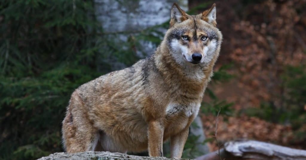 Wild Dog Breeds: Gray Wolf