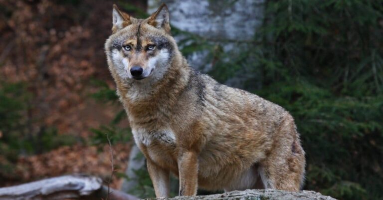 Wild Dog Breeds: Gray Wolf