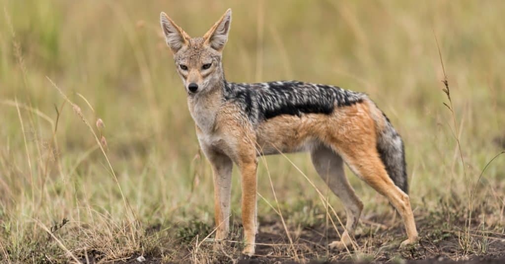 Wild Dog Breeds: Jackal