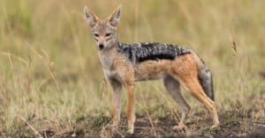 Jackal Manages to Steal a Morsel of a Lion’s Meal… Only to Be Chased By Hyenas! Picture