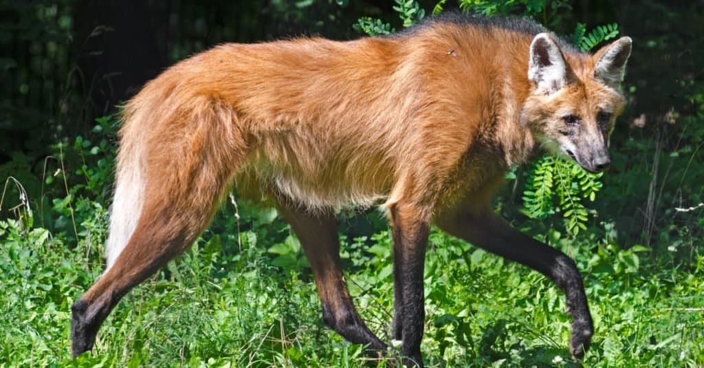 Wild Dog Breeds: Maned Wolf