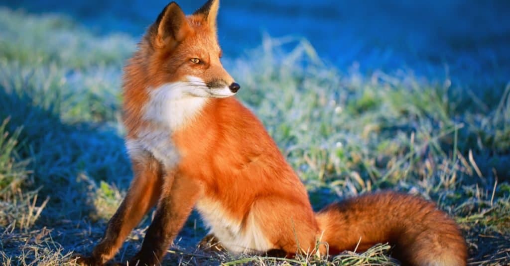 Wild Dog Breeds: Red Fox