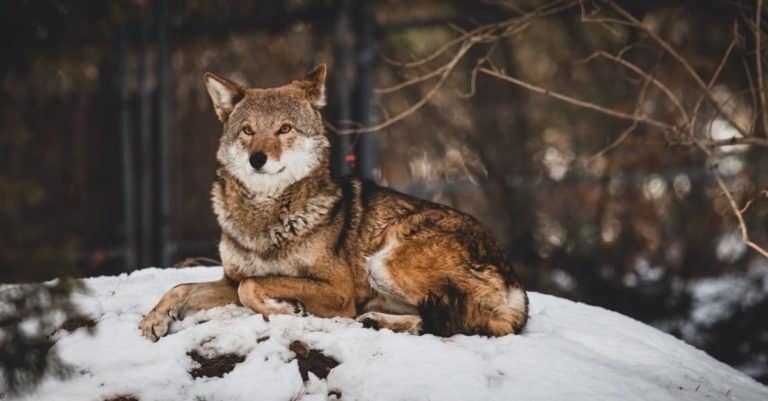Wild Dog Breeds: Red Wolf