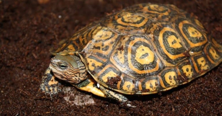 Central American Ornate Wood turtle
