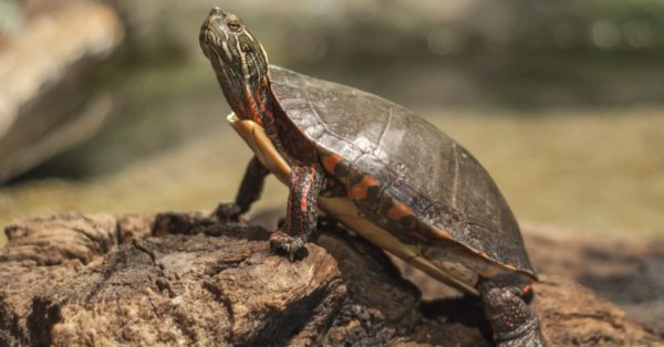 Wood Turtle - A-Z Animals