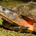Wood Turtle