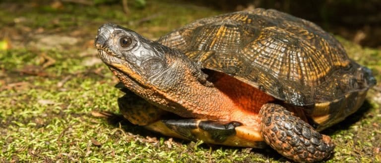 Wood Turtle on moss