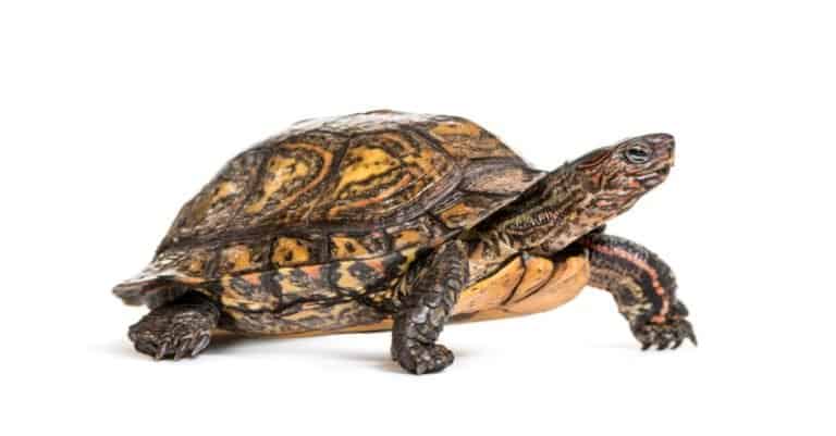 Ornate or painted wood turtle, in front of white background