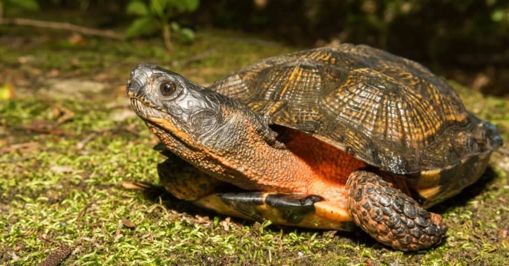 Wood turtle on moss