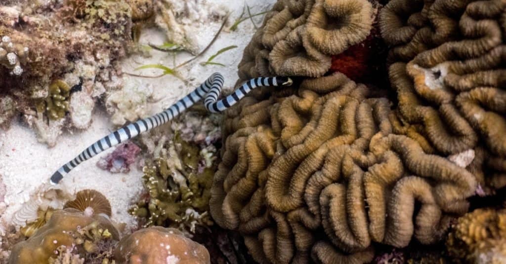 Scariest Animals in the World: Belcher's Sea Snake