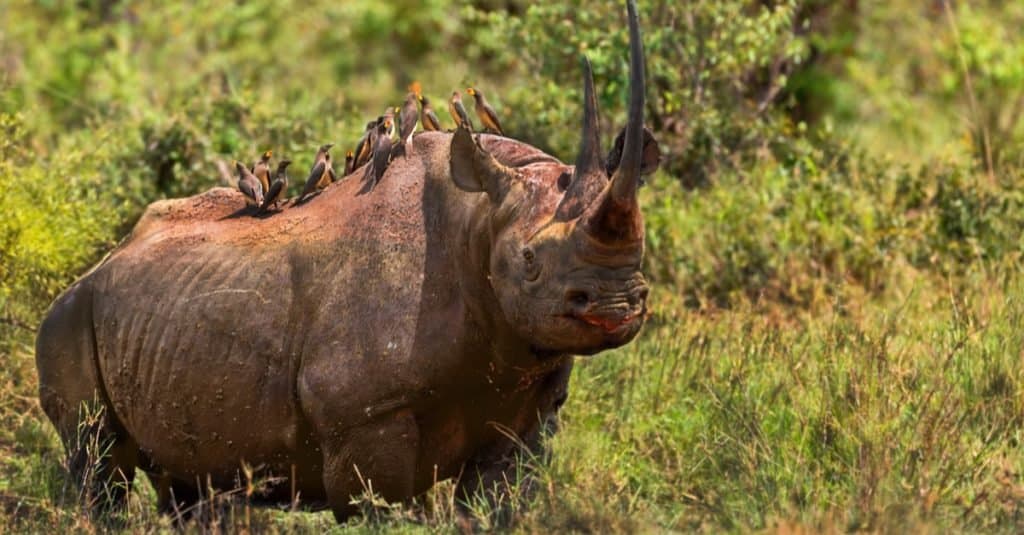 World's Scariest Animal: Black Rhinoceroses