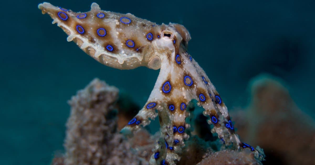 World's Scariest Animal: Blue-ringed Octopus