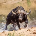 Cape buffalo, despite weighing as much as a ton, can race up to 40 mph, jump up to 6 feet vertically and can quickly pivot to combat predators.