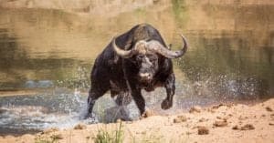 See a Lion Pride Corner a Cape Buffalo Against a River Before A Mad Dash To The Other Side Picture