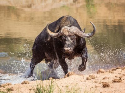 A Beefalo vs Buffalo