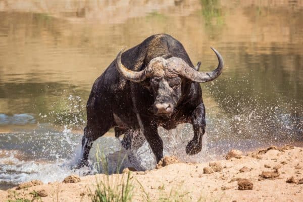 Cape buffalo, despite weighing as much as a ton, can race up to 40 mph, jump up to 6 feet vertically and can quickly pivot to combat predators.