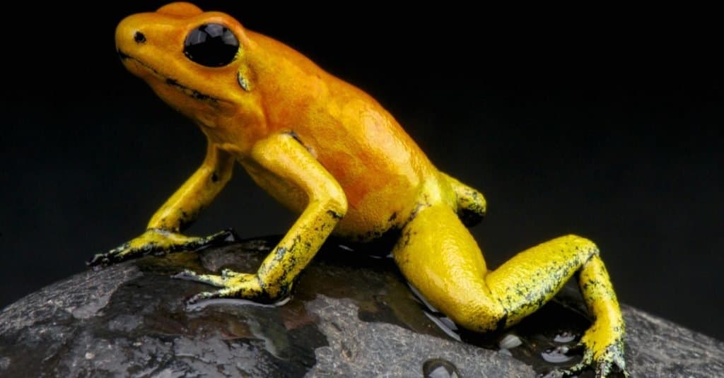 The Tiny Golden Poison Dart Frog Packs a Deadly Punch.
