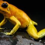 The indigenous Emberá people of Colombia have used the powerful venom of the Golden Poisonous Dart Frog for centuries to tip their blowgun darts when hunting, hence the species name.