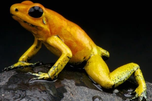 The indigenous Emberá people of Colombia have used the powerful venom of the Golden Poisonous Dart Frog for centuries to tip their blowgun darts when hunting, hence the species name.