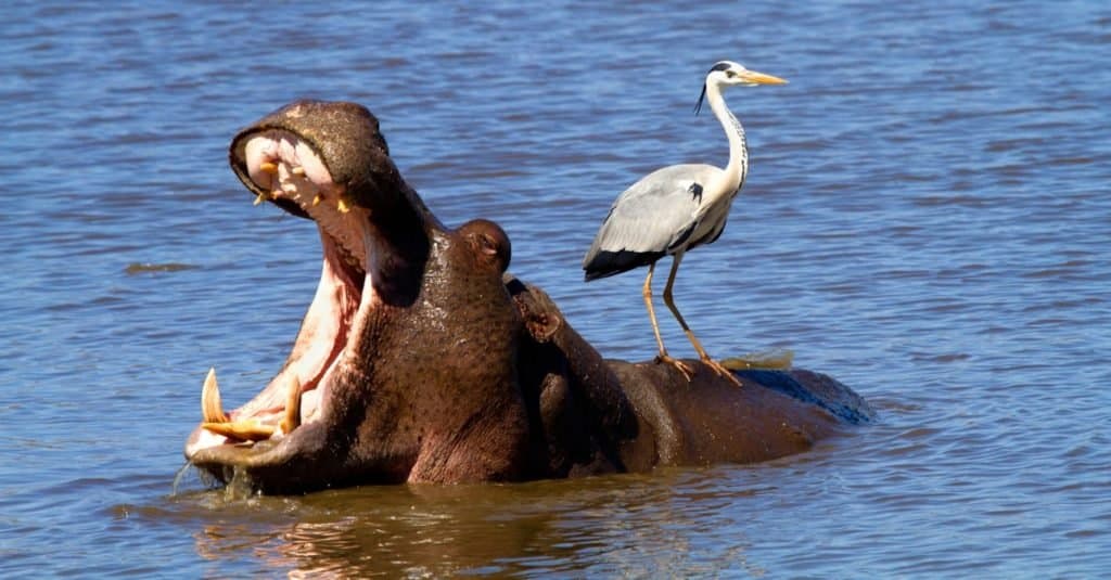 hippopotamus eating people