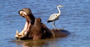 What Is A Hippos Bite Force? Picture