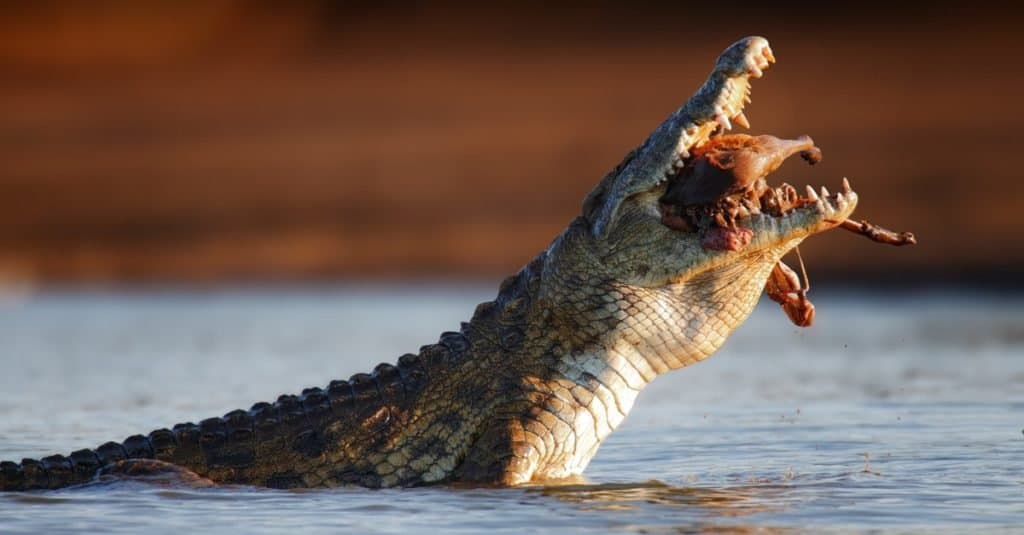 L'animal le plus effrayant du monde : le crocodile du Nil