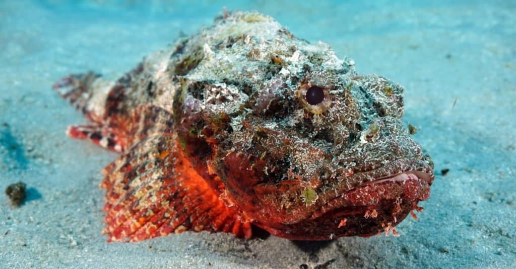 Scariest Animals In The World: Stonefish