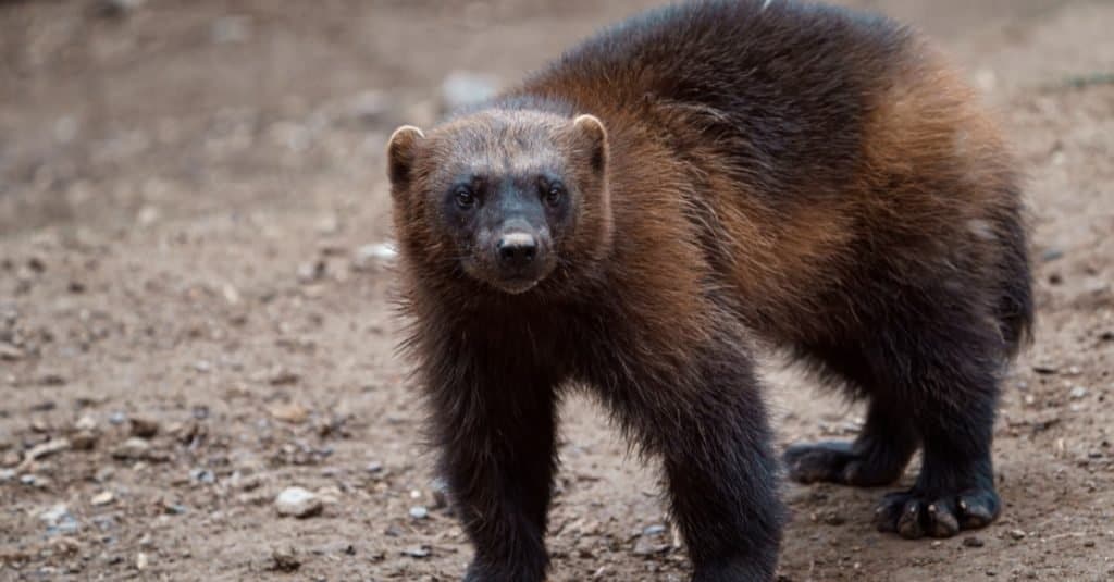 Wolverines in Yellowstone National Park