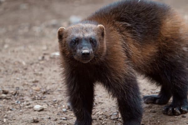 Wolverines are great climbers and they are often seen resting in the evergreen trees of their forest homes.