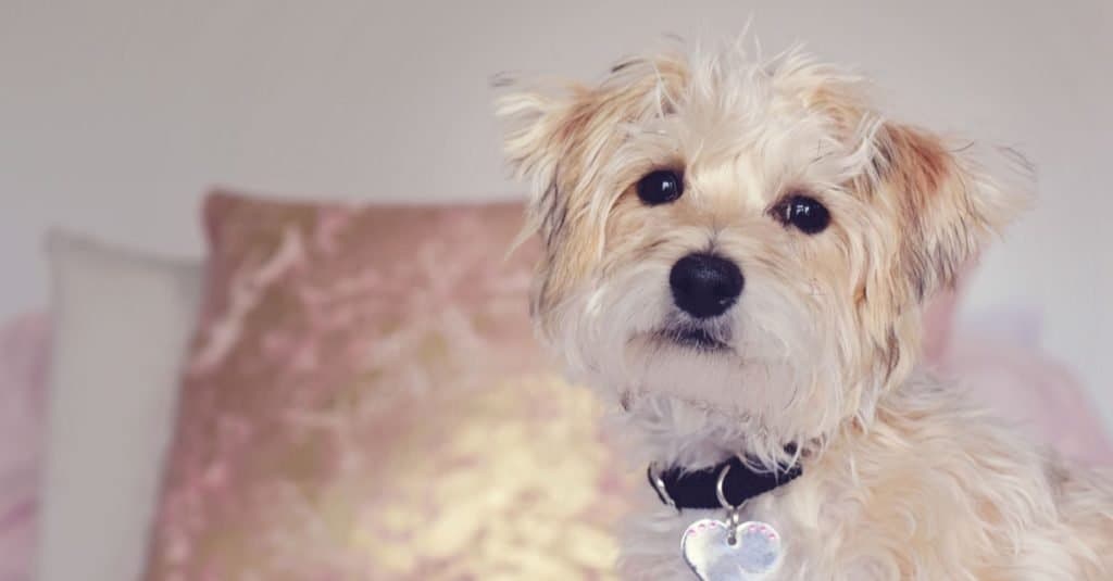 Cute small little adorable Yorkie Bichon puppy sitting on a beautifully decorated bed