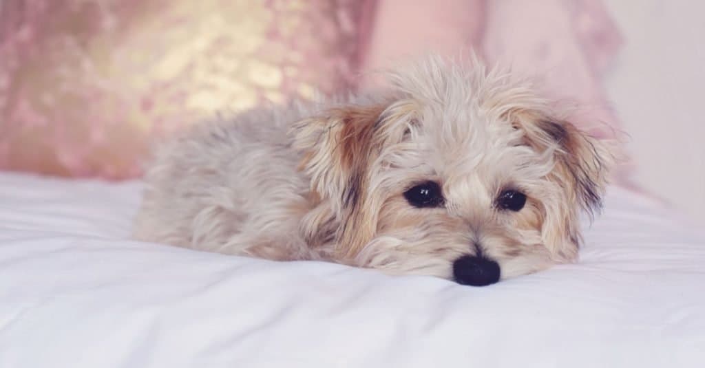 Small Yorkie bichon mix, Yorkie Bichon, cute adorable puppy resting on the bed