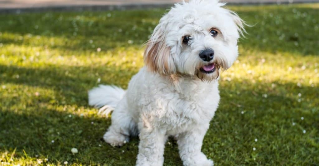 Cute little Bichon Frise and Yorkshire terrier mix dog, Yorkie Bichon, sitting in a fresh cut grass garden.