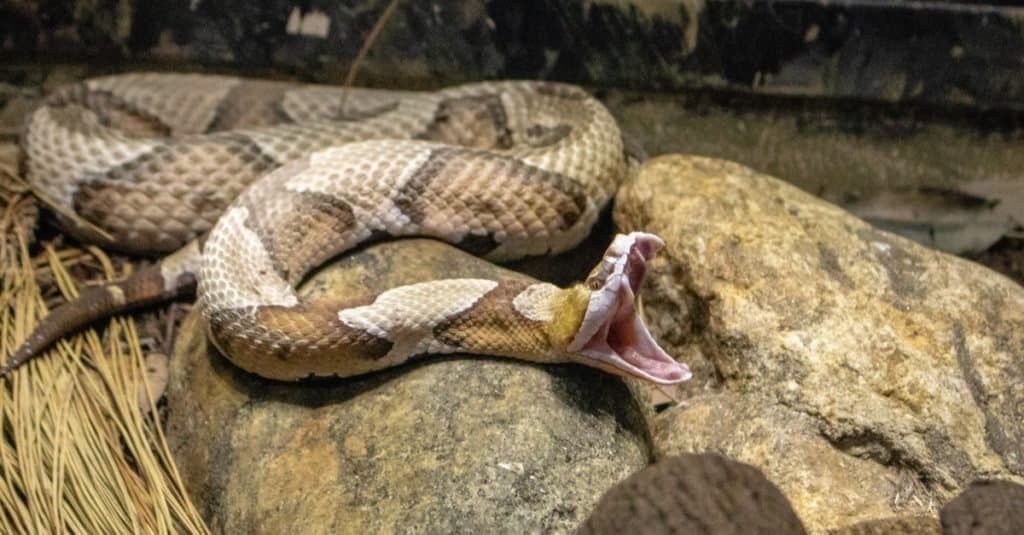 Ağustos böcekleri daha fazla yılana neden olur mu?