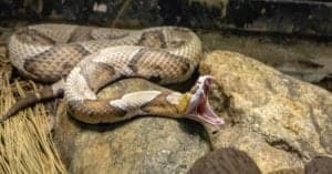 Which Plants Keep Copperhead Snakes Away? Picture