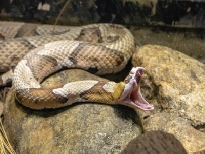 A Which Plants Keep Copperhead Snakes Away?