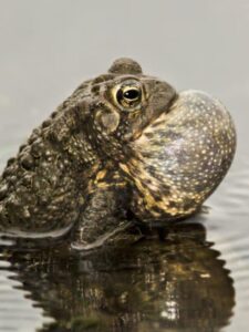 So What DO Toads Eat? Picture