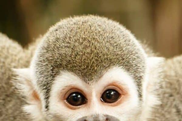 Squirrel Monkeys are the most abundant primate of riverside forests in the Guianas and the Amazon River basin.