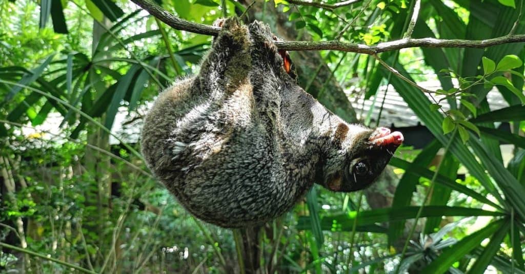 Colugo or flying lemur hanging on a tree.