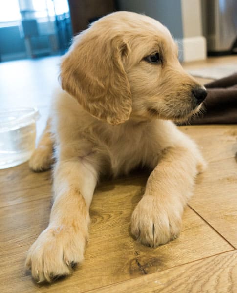 Golden hot sale pyrenees breeder