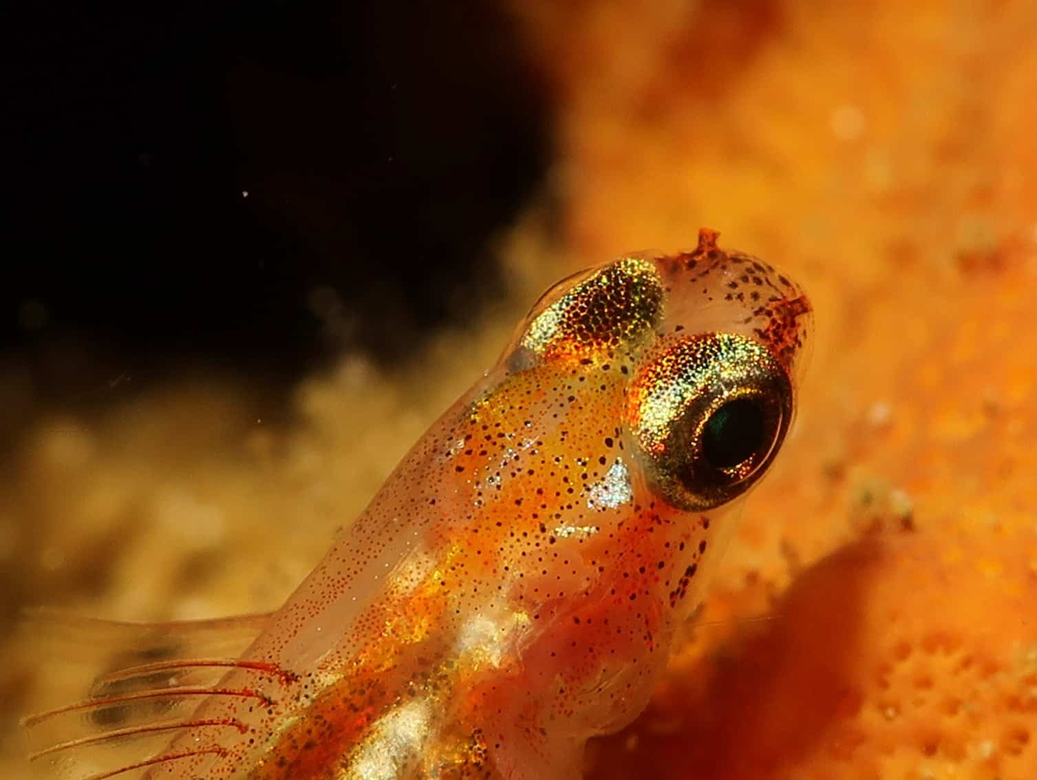 Smallest fish in the world: Midget dwarf goby