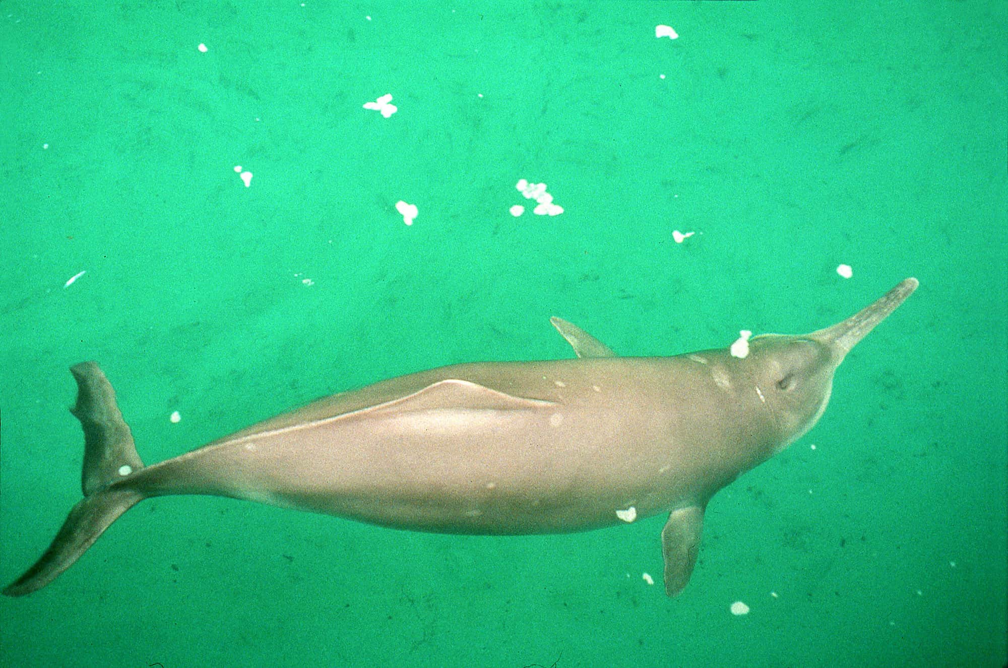 Baiji, Dolphin, River Dolphin, Extinct, Horizontal