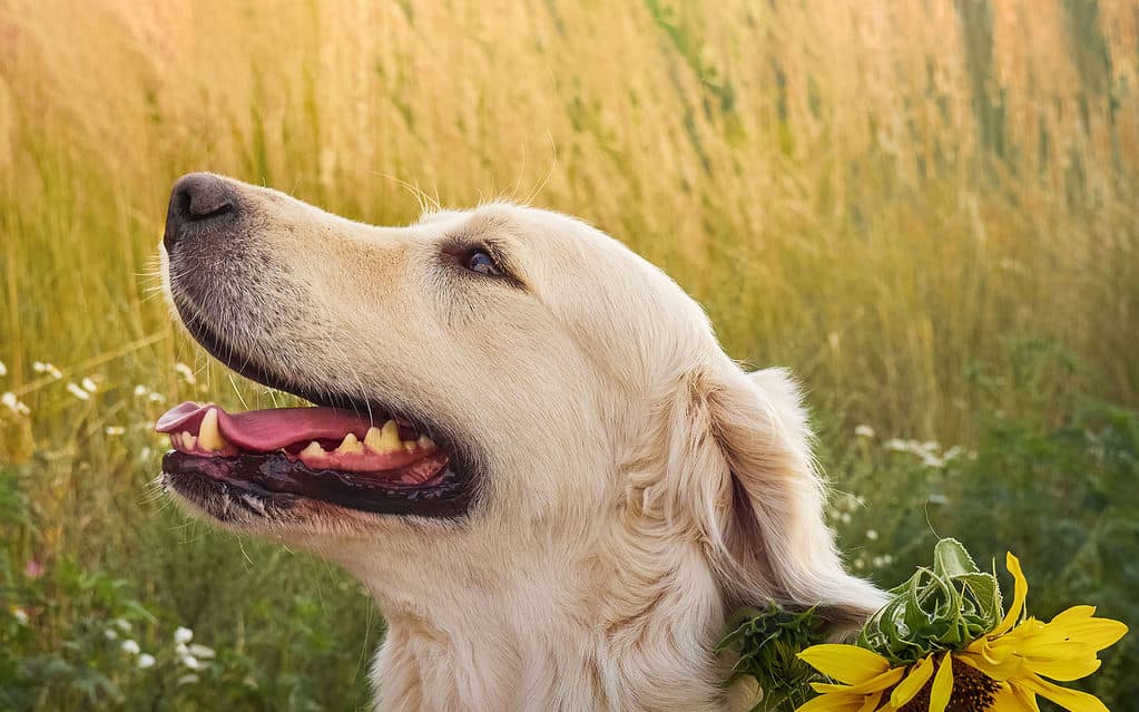 Animal, Animal Hair, Canine - Animal, Close-up, Cute