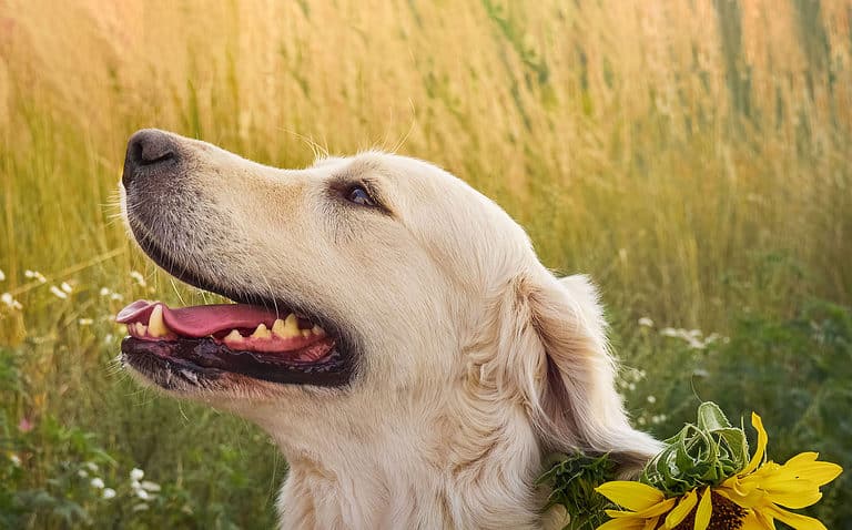 Golden Pyrenees