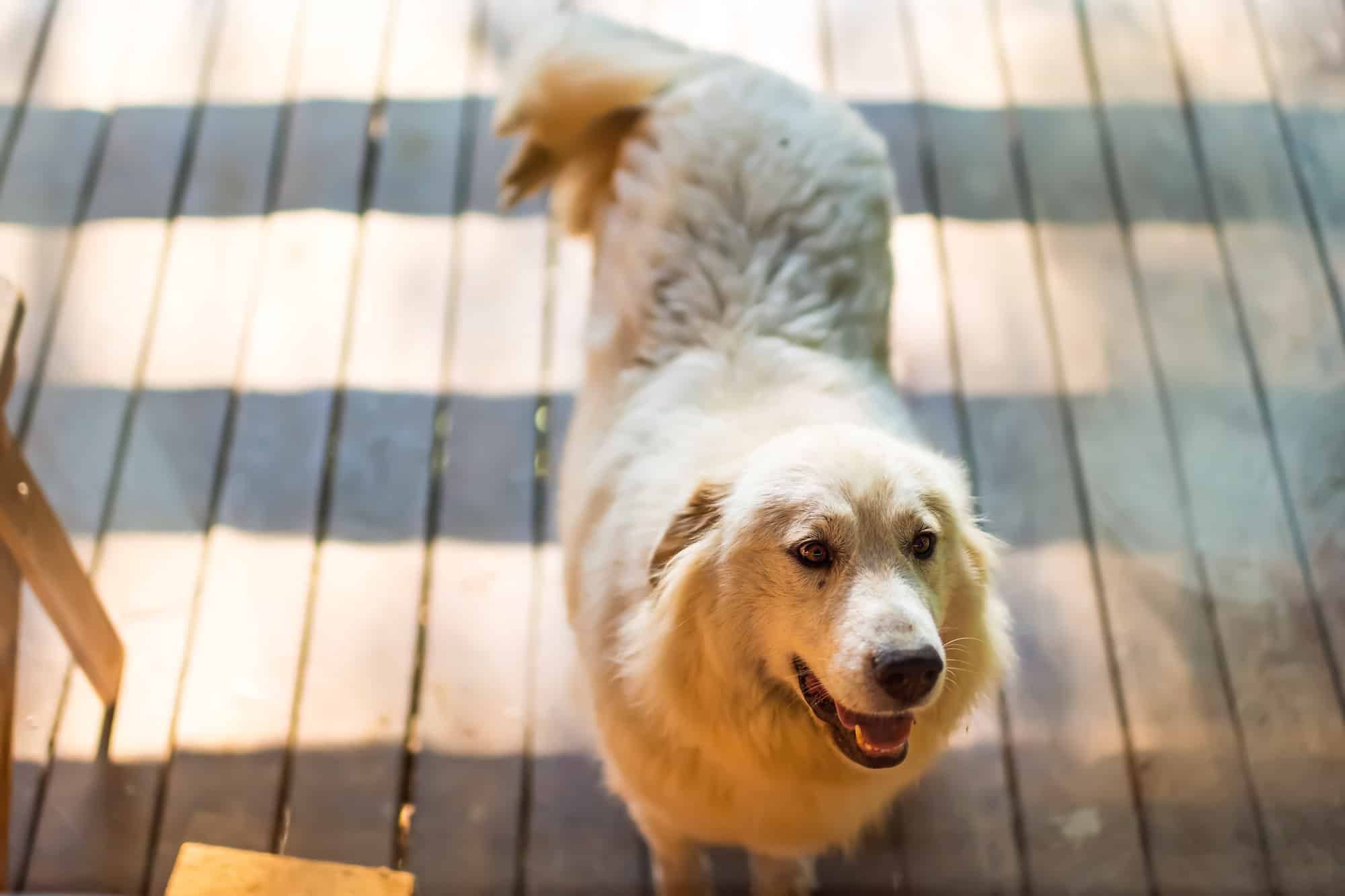 Dog, Pyrenees, Porch, Puppy, Retriever