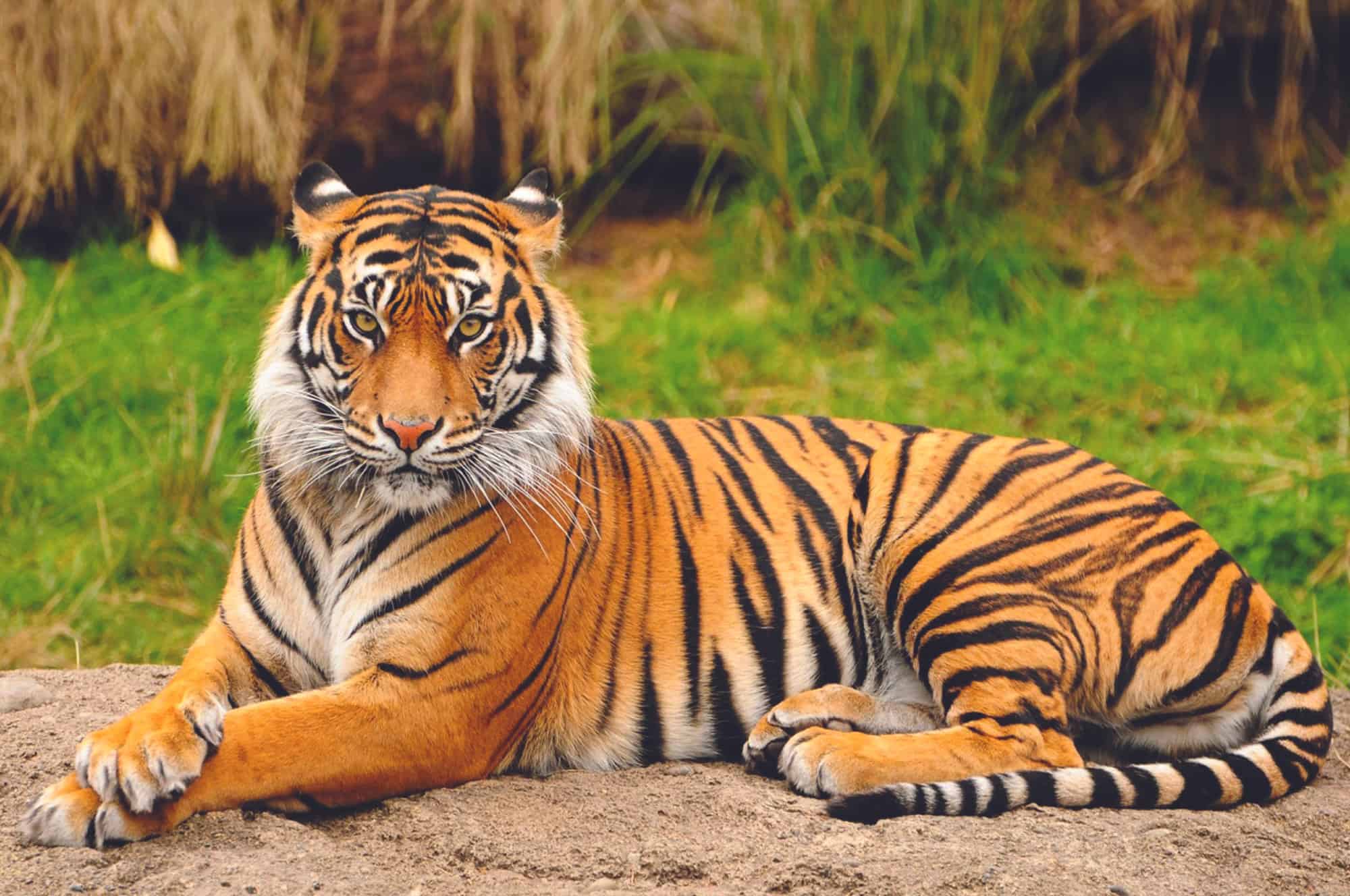 Bangladesh, Bengal Tiger, Tiger, West Bengal, Animal