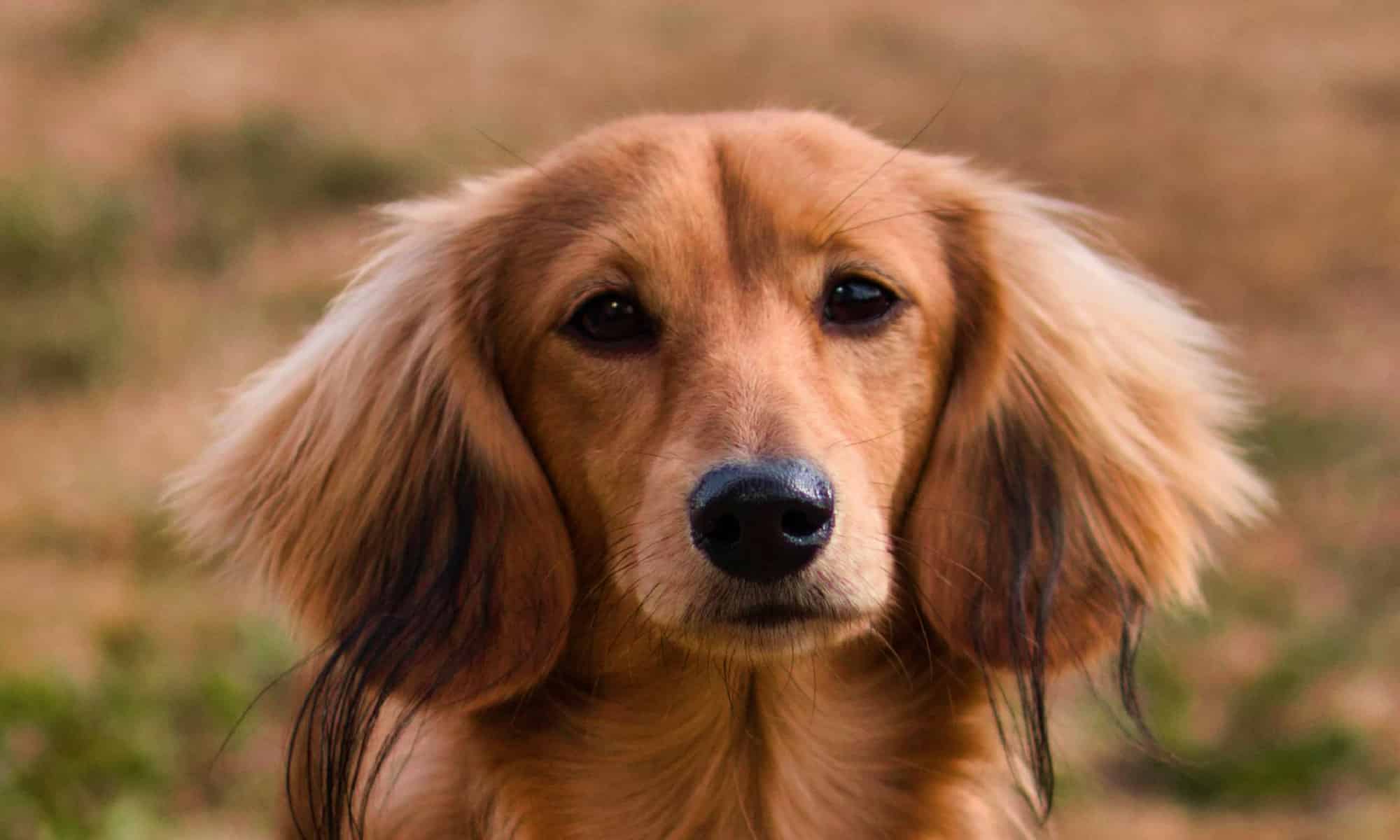 long-haired dachshund