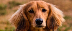 Dachshund, Long Hair, Outdoors, Animal, Beauty